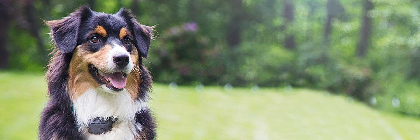 DogWatch of Central Oregon, Bend, Oregon | Special Offers Footer Image Image