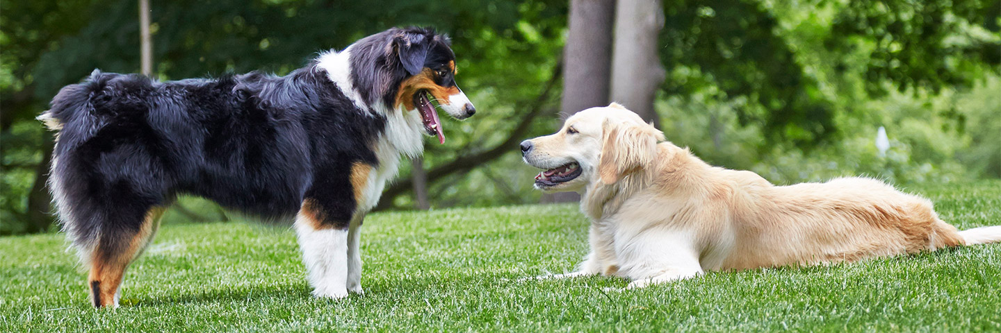 DogWatch of Central Oregon, Bend, Oregon | Outdoor Hidden Dog Fences Slider Image