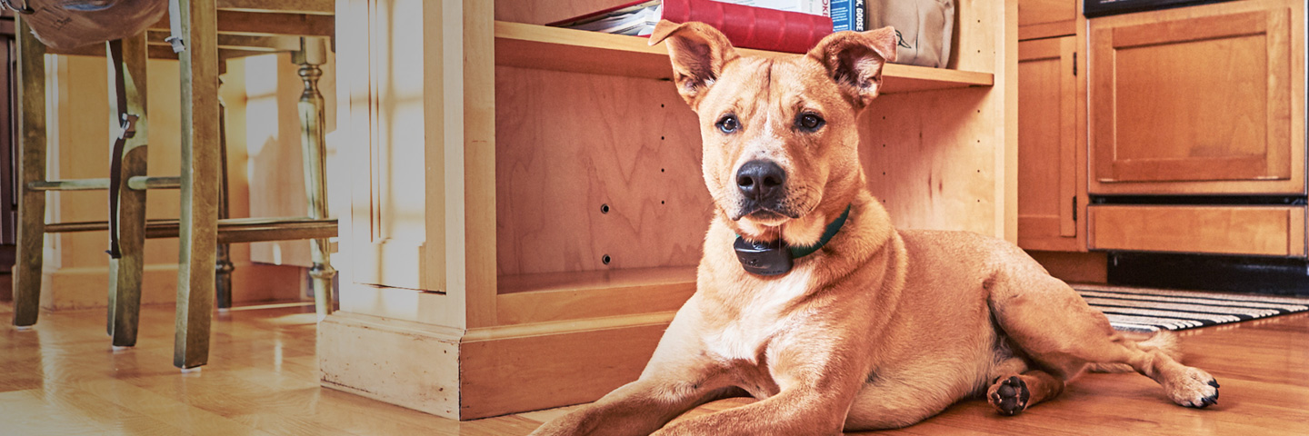 DogWatch of Central Oregon, Bend, Oregon | Indoor Pet Fences Slider Image