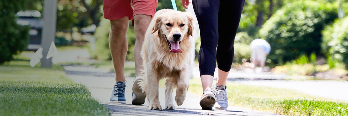 DogWatch of Central Oregon, Bend, Oregon | SideWalker Leash Trainer Slider Image