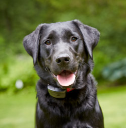 dw-dealer-product-outdoor-cta DogWatch of Central Oregon, Bend, Oregon | ProFenceX Contact Us Image